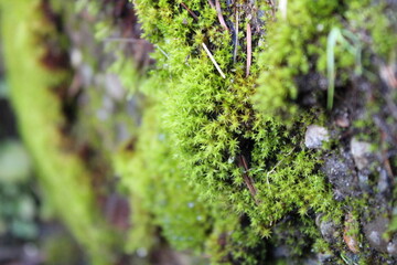 Closeup color photo of green moss