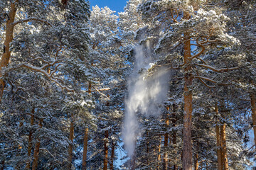 winter forest in the snow