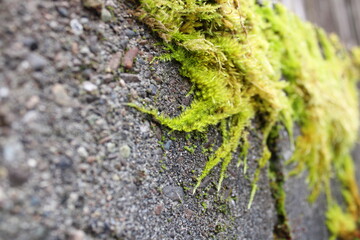 Closeup color photo of moss spreading on a concrete wall