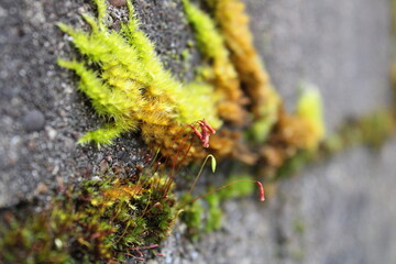 Closeup color photo of moss spreading on a concrete wall