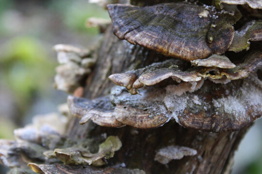 Closeup color photo of shelf mushrooms on a lilac tree