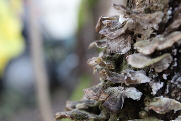 Closeup color photo of shelf mushrooms on a lilac tree