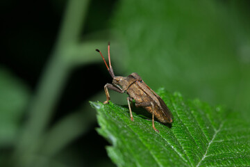 Shield bug or stink bug on a green leaf