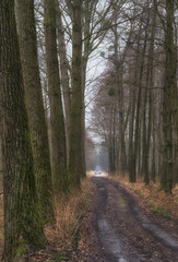 Fototapeta na wymiar Trees along the forest road