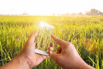 A smart phone in hand with a scenic view of a field in the hands,Smart farming Agricultural...