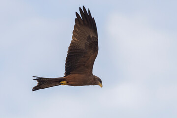 Ein fliegender Schwarzmilan freigestellt in der Seitenansicht vor blaugrauem Himmel