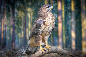 portrait of a falcon in the forest
