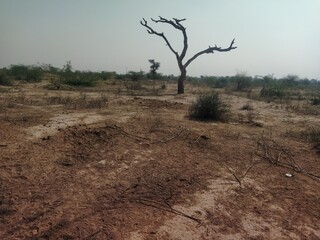 tree in the field