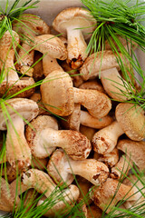 송이버섯(Pine mushroom)