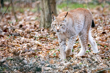 a lynx walking through the forest