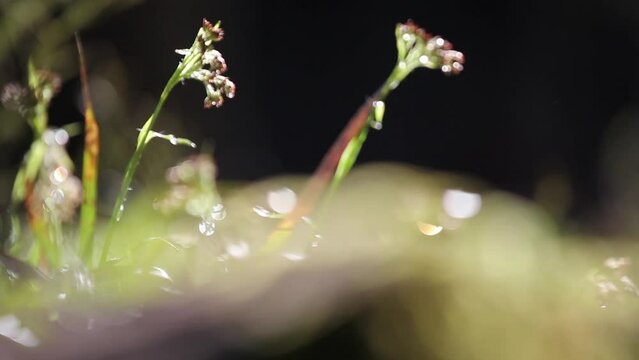 View of water drops on small green plants
