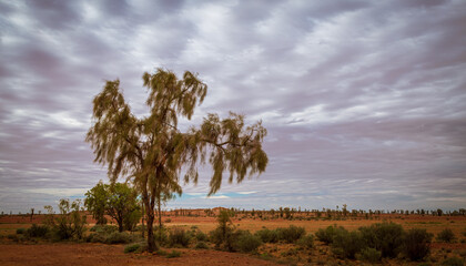 Rare Waddi tree against cloud background