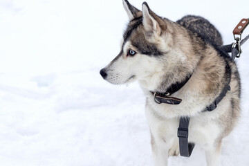 Cute good-natured Husky dog with a collar in profile on a winter walk. 