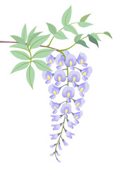 藤　花　白背景