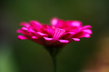 close up of pink flower