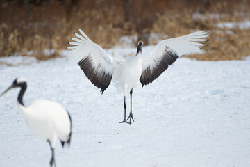 Red-crowned crane landing on snow