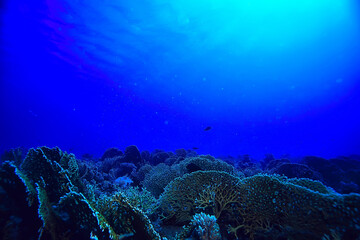 underwater landscape in the sea on a coral reef background