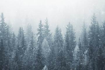 coniferous forest covered with hoarfrost background, winter landscape snow trees - obrazy, fototapety, plakaty
