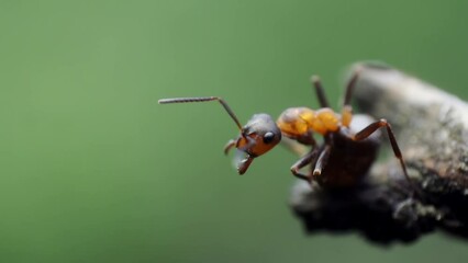 Close up view of ants on log