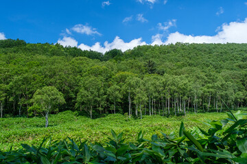 Fototapeta na wymiar 志賀高原の雲