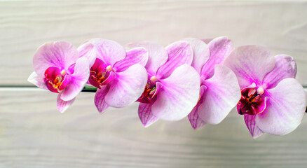 Naklejka na ściany i meble A branch of purple orchids on a white wooden background