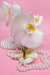 Obraz na płótnie Canvas Pearl necklace and white orchid on pink background 
