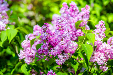 Fototapeta premium Pink lilac blooms in the Botanical garden 
