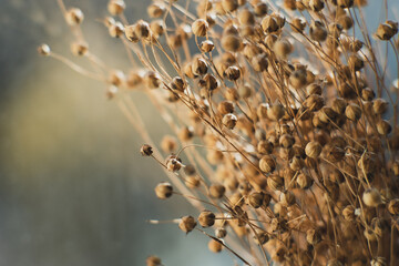 Bunch of dried flax close-up view. Sadness, autumn melancholy, depression, mourn, grief concept