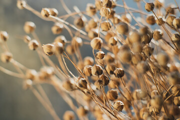 Dried flax close-up view. Sadness, autumn melancholy, depression, mourn, grief concept