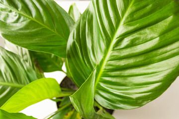 Big green spathiphyllum's leaves isolated on white background. Evergreen house plant. Home garden. - obrazy, fototapety, plakaty