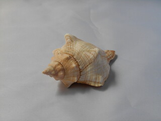 貝殻