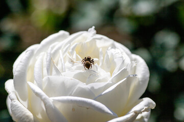 Fototapeta na wymiar 風景素材　白い薔薇と小さな蜘蛛