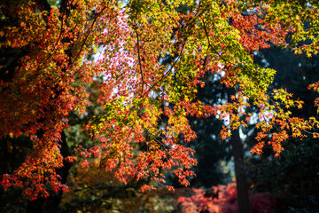風景素材　秋のグラデーション