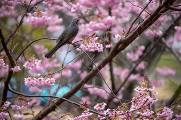 風景素材　初御代桜とヒヨドリ