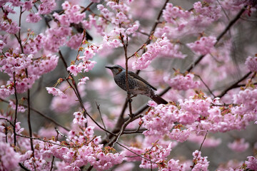 風景素材　初御代桜とヒヨドリ