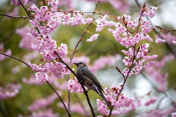風景素材　初御代桜とヒヨドリ