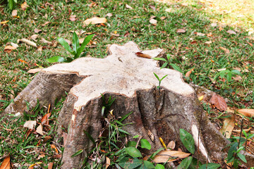 Obraz premium an old stump of a beautiful shape in the Park