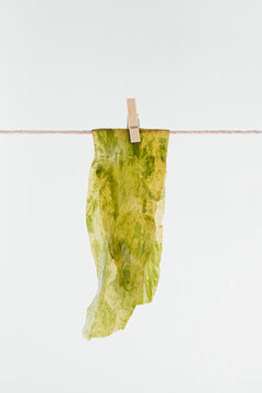 Organic wakame seaweed  is dried on a clothesline on isolated pastel white background. An ingredient in Asian or macrobiotic cuisine. Fat-burning sea vegetable. Minimal concept of sustainable food.