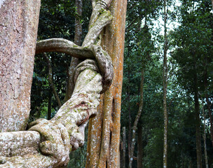 a huge tree with a twisted vine creeping up in the tropics