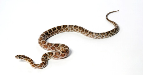 Obraz premium Great Plains rat snake // Prärie-Kornnatter (Pantherophis emoryi)