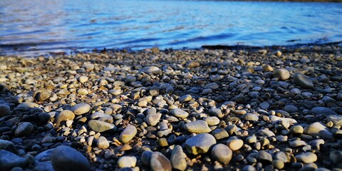 penguins on the beach