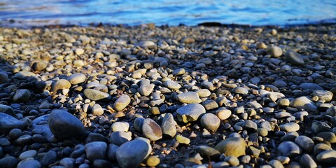 penguins on the beach