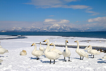猪苗代湖と白鳥（福島県・湖南町・青松浜） © tk2001
