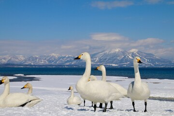 Obraz premium 猪苗代湖と白鳥（福島県・湖南町・青松浜）