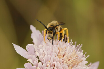 Frontal closeup on a male giant furrow bee, Halictus quadricinctus, sitting on top of a pin scabious flower