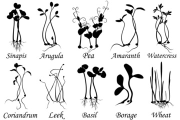 Microgreens, set of vector silhouettes.