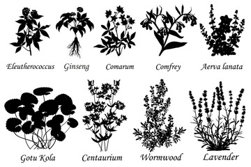 Medicinal and healing herbs, set of botanical vector silhouettes.