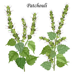 Patchouli (Pogostemon cablini) plant with flowers and leaves, hand drawn vector illustration.