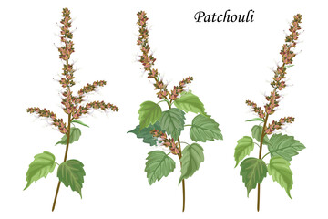 Collection of patchouli plants, vector botanical illustration. - obrazy, fototapety, plakaty