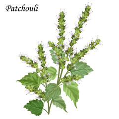 Patchouli with light lilac flowers and green leaves, hand drawn vector illustration.